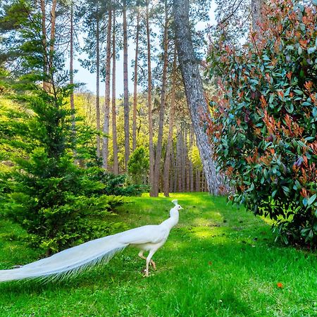 Bioli Wellness Resort Kojori Eksteriør billede