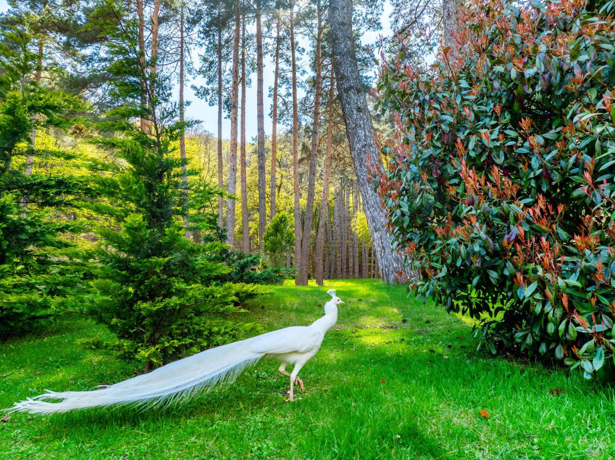 Bioli Wellness Resort Kojori Eksteriør billede
